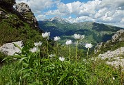 94 Pulsatilla alpina  con Arera e Grem sullo sfondo